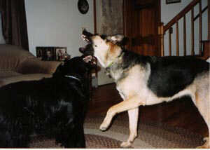 dogfite.jpg (9360 bytes)