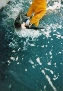 sailfish.jpg (10773 bytes)